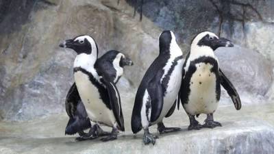 Видео из Сети. Всемирный день пингвинов
