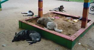 Жители Каспийска призвали чиновников решить проблему с бродячими собаками