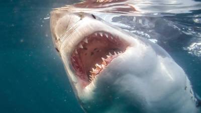 Серфер погиб после нападения акулы у берегов Новой Каледонии