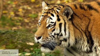 В Китае испугались нашествия тигров из России