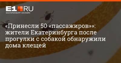 «Принесли 50 «пассажиров»»: жители Екатеринбурга после прогулки с собакой обнаружили дома клещей