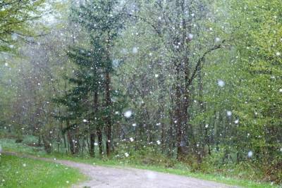 Мокрый снег ожидается в Псковской области 26 апреля