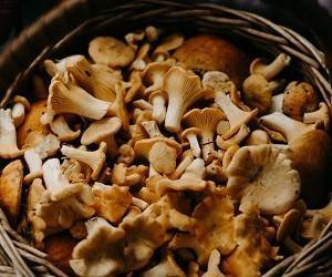 Удивительное открытие: любые грибы снижают риск развития рака