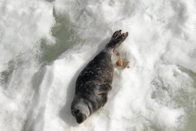 Тюлененок в Выборгском заливе съел поплавок, но на удочку не попался