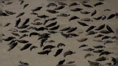 Франция: осторожно, тюлени