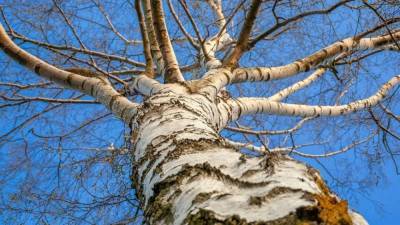 Гнилое дерево упало на девятилетнего школьника в Ульяновске