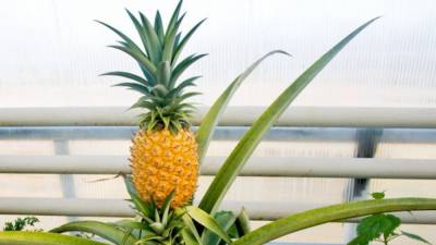 Названы основные полезные свойства ананаса