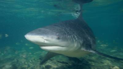 Японцы предложили заселить воды Курил акулами-людоедами из-за тренировок серфингистов РФ