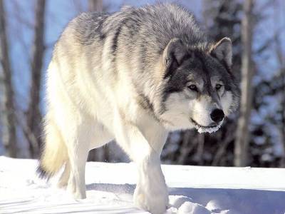 В Словакии запретили проводить охоту на волков и мира