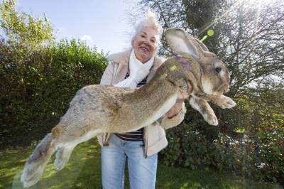 В графстве Вустершир похищен кролик-гигант