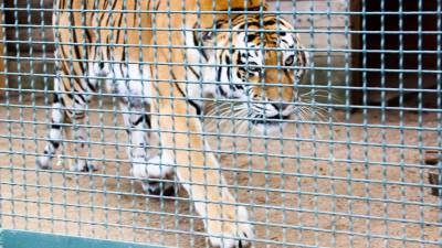 В Приморье поймали амурского тигра, нападавшего на собак