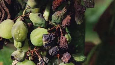 Милдью (ложная мучнистая роса) винограда: фото и чем лечить, препараты, защита