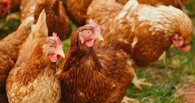 Беларусь ограничит ввоз птицы из регионов России и Германии из-за птичьего гриппа