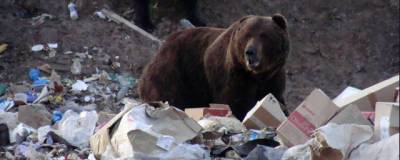 Вблизи кузбасского города Междуреченск бродят оголодавшие медведи