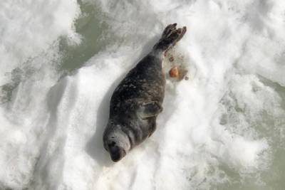 Фото: тюлененок проглотил поплавок и чуть не погиб в Выборгском районе