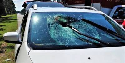 Превратилась в снаряд: в США летящая черепаха пробила стекло едущего автомобиля (ФОТО)