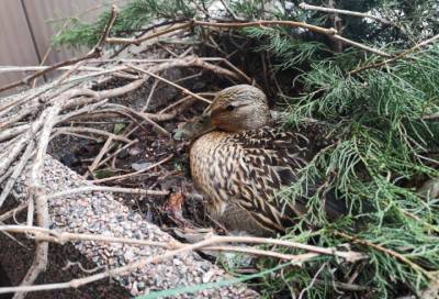 В Петербурге кряква свила гнездо около станции метро