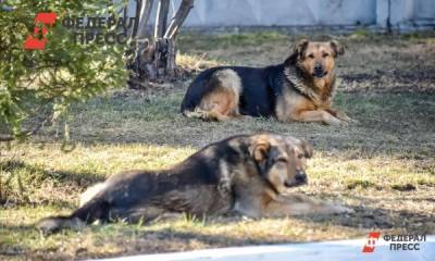 После нападения бездомных псов на людей на Алтае возбудили дело