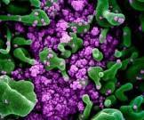 В мире возникают новые опасные штаммы коронавируса, предупреждают генетики