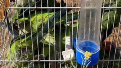 Мужчина в Раанане устроил охоту на зеленых попугаев