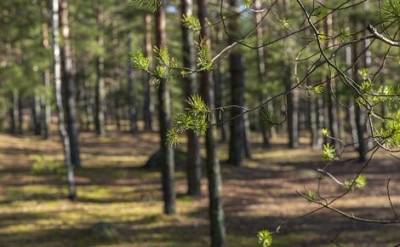 В Петербурге с сегодняшнего дня запрещено посещать леса и лесопарки