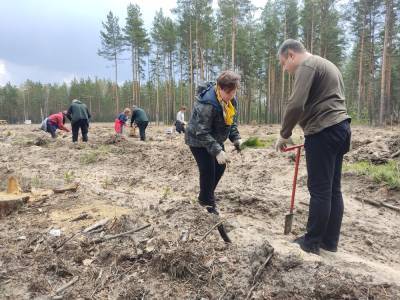 Сотрудники ДТ «Октябрьский» посадили полтора гектара леса за три часа