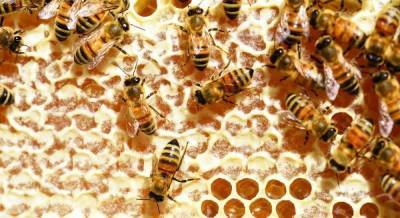 Как делают мёд пчёлы