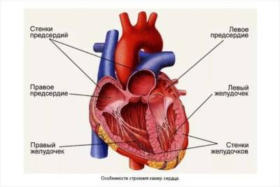 Новосибирские ученые оценили влияние «чувства безнадежности» на риск развития болезней сердца