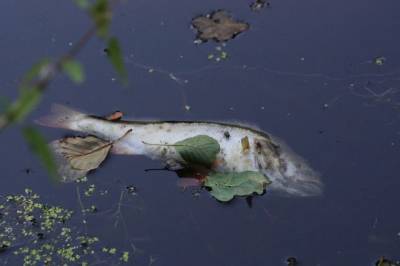 Стала известна причина гибели рыбы и лягушек в Хабаровске