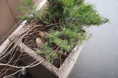 В Петербурге кряква свила гнездо в клумбе около метро