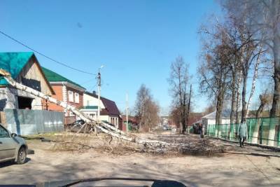 В Касимове возле школы на дорогу упало дерево