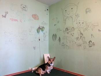 Мэра Вологды "наругали" за рисунки на стенах квартиры