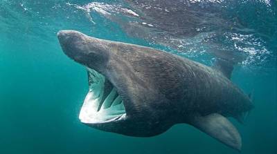 Редкая пятиметровая акула показалась у берегов Великобритании (Видео)