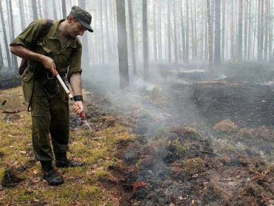 Треть природных пожаров в России возникли из-за выжигания травы