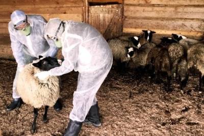 В Ивановской области обнаружен факт заболевания оспой среди овец