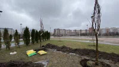 На Долгом озере в Приморском районе высадили десять деревьев