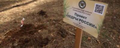 В Дзержинске высадили 300 деревьев в рамках проекта «Кедры России»