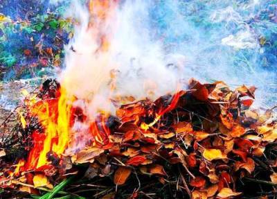 Сжигание сухой листвы и травы наносит вред экосистеме и здоровью людей