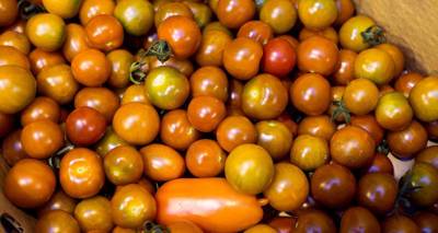 Россия вернула в Латвию 14 тонн томатов: виноватых нужно искать в Сенегале