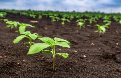 UKRAVIT представил гербицидные решения для выращивания подсолнечника