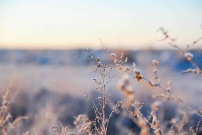 МЧС предупредило о заморозках до -2° в Волгоградской области