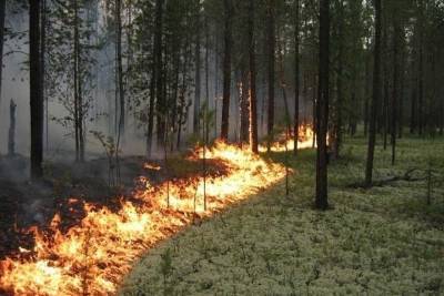 В лесах Марий Эл начался пожароопасный сезон