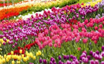 Весна наступає: на «Співочому полі» у Києві розквітли тисячі тюльпанів