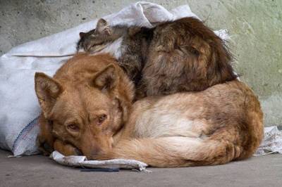 Более 13 тысяч бездомных животных зарегистрировано в Ленобласти