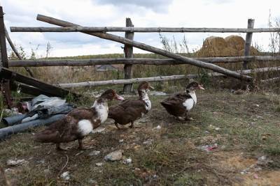 Жителя Магнитогорска накажут за смерть птиц на подворье из-за антисанитарии