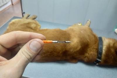 В Новороссийске неизвестный подстрелил собаку дротиком с веществом