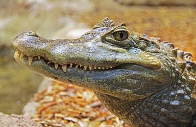 Крокодил открыл для себя прелесть водной горки