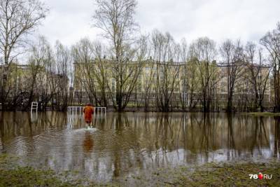 На затопленном стадионе в Ярославле поселились утки