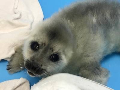 В Выборгском заливе тюлененок едва не погиб из-за куска пенопласта