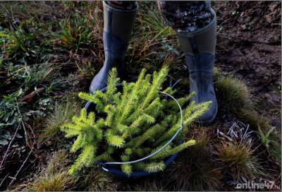 В лесах Ленинградской области за эту весну высадят несколько миллионов саженцев